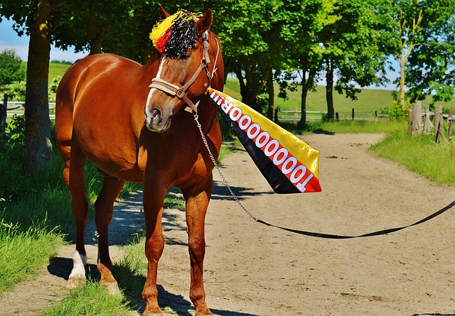 2026澳网亚太区外卡赛男单决赛：中国选手布云朝克特夺冠