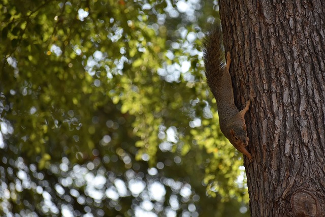 学习苏亚雷 学习苏亚雷